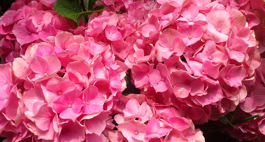 flowers, spring, plants, snow, sunshine, sky, pink color, flowering plant HD wallpaper