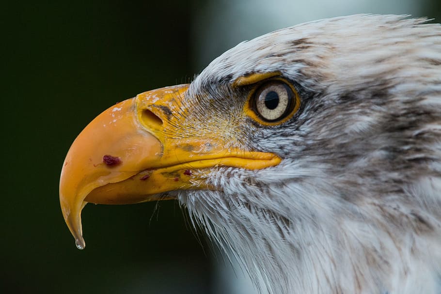 close up photograph of eagle, bald eagle, haliaeetus leucocephalus