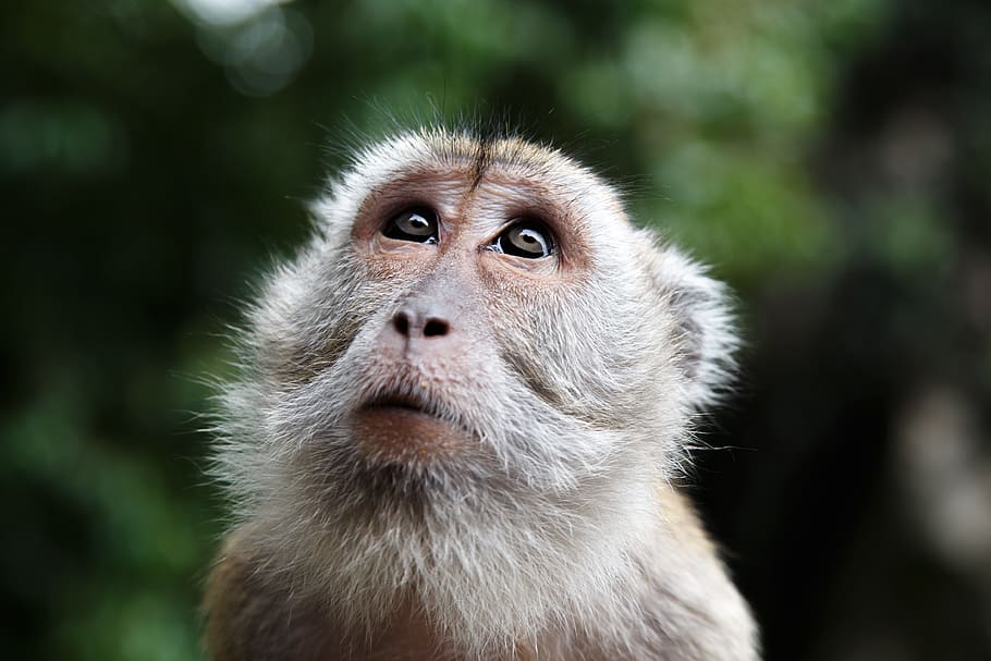 gray Monkey in macro shot photography, look, malaysia, face HD wallpaper