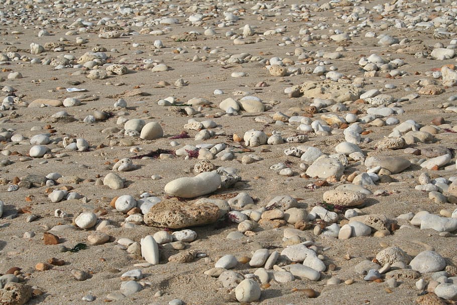 pebbles, shells, beach, solid, rock, land, day, animals in the wild HD wallpaper