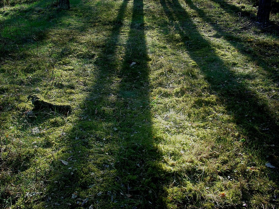 forest, tree, nature, spring, plant, shadow, grass, sunlight HD wallpaper