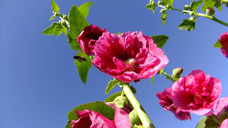 malva, bee, sky, red, nature, mood, desktop, flowering plant HD wallpaper