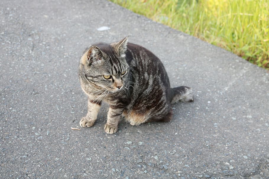 stray cat, asphalt, turn around, aim, find, wild, instinct HD wallpaper