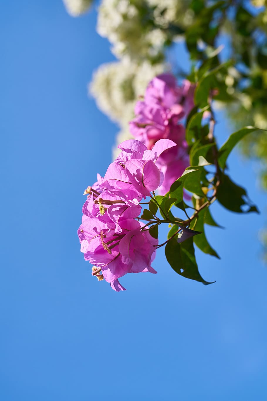 flower, nature, plant, spring, garden, purple, pink, summer HD wallpaper