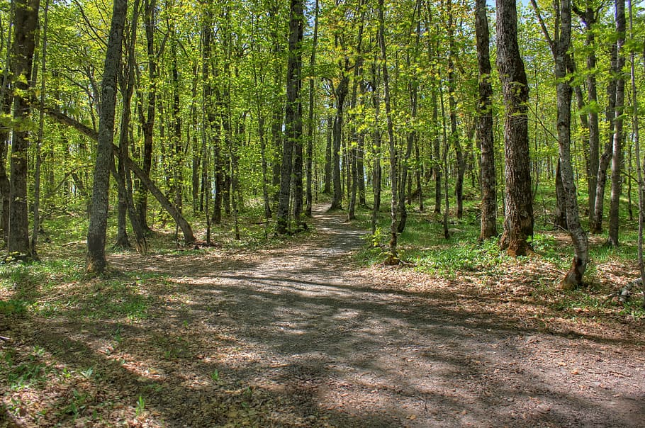 Forest at the top at Mount Arvon, Michigan, trees, nature, woodland HD wallpaper