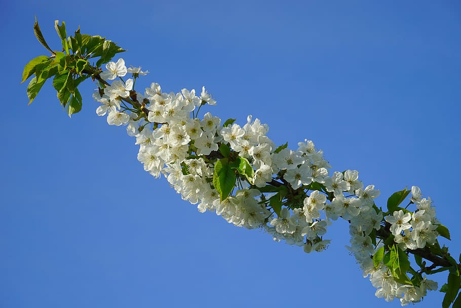 cherry blossom, bloom, white, branch, flowers, spring, sunny day HD wallpaper