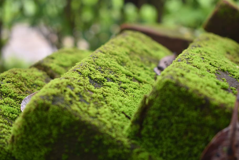 moss, mildew, moist, texture, moldy, pattern, nature, green HD wallpaper