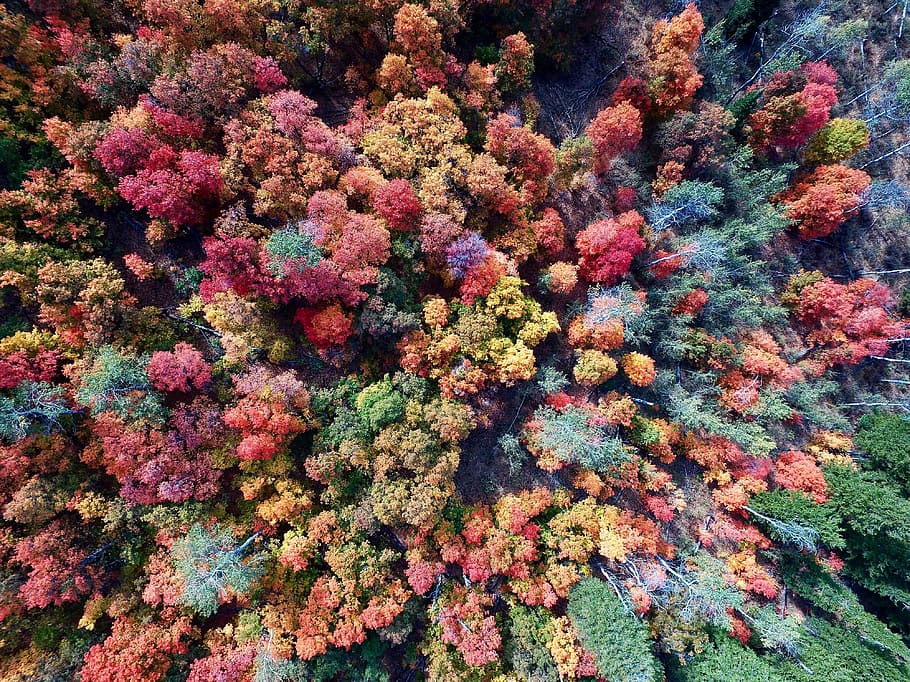 aerial photo of forest, trees, woods, drone, green, orange HD wallpaper