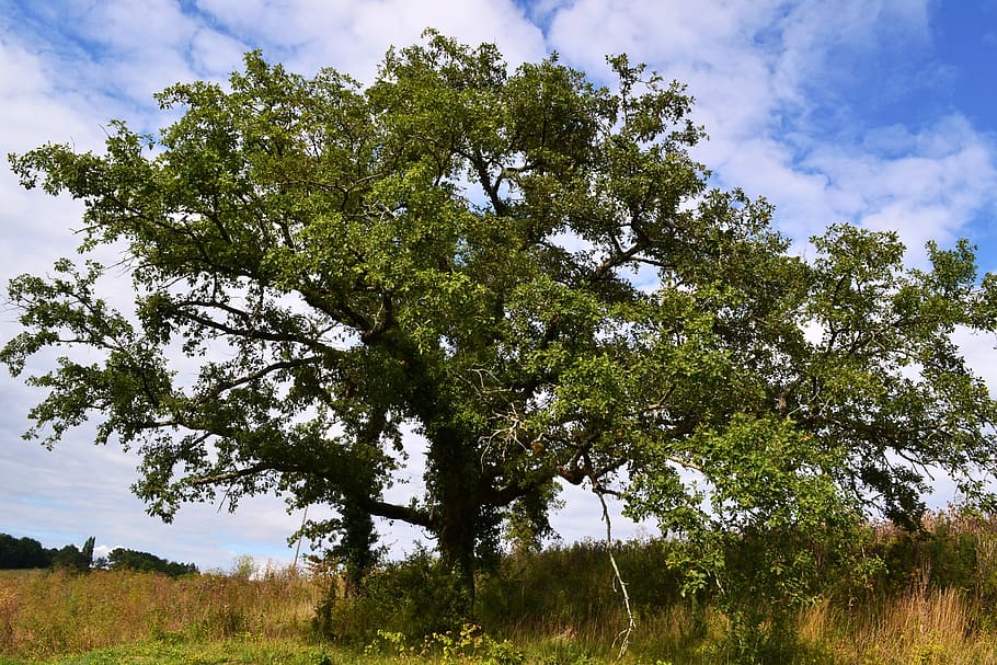 oak, tree, nature, field, landscape, summer, dordogne, france HD wallpaper