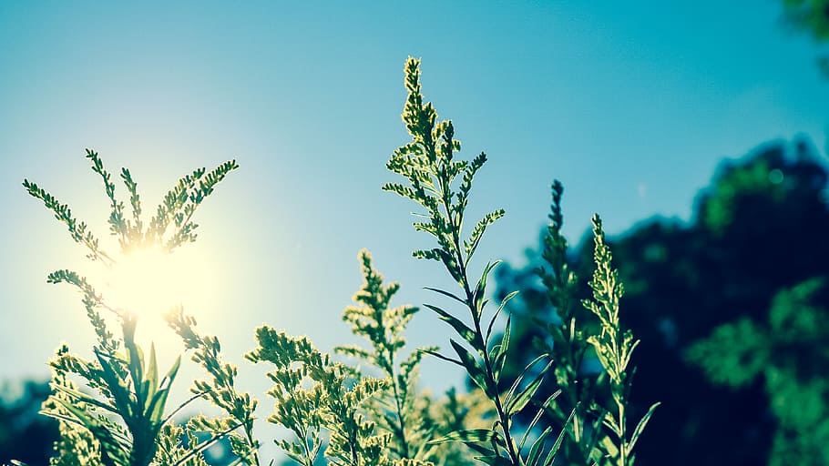 shallow focus photography of green plant, photo of green leafed plant during daytime HD wallpaper