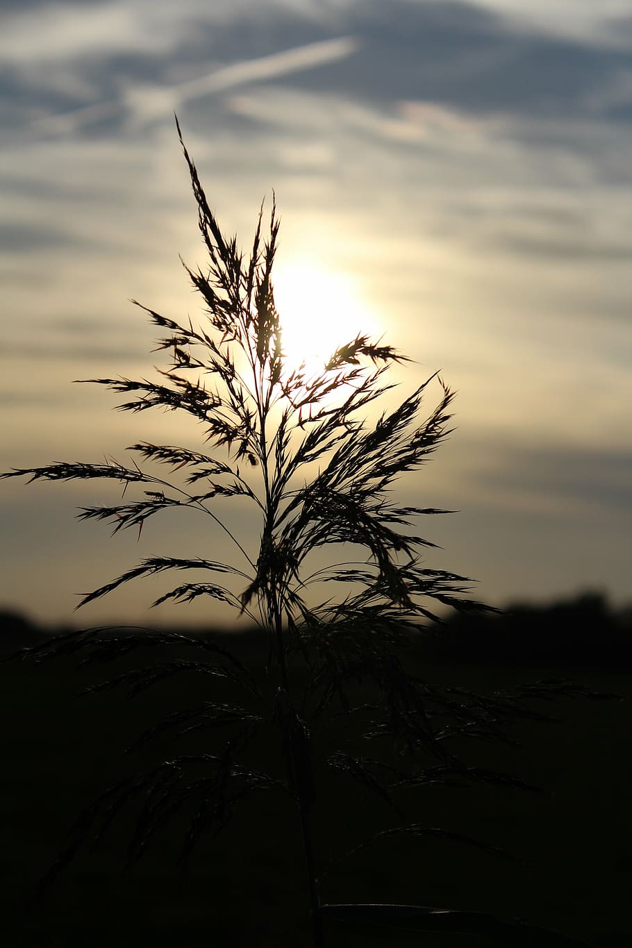 abendstimmung, sun, sky, background, plant, sunset, nature HD wallpaper