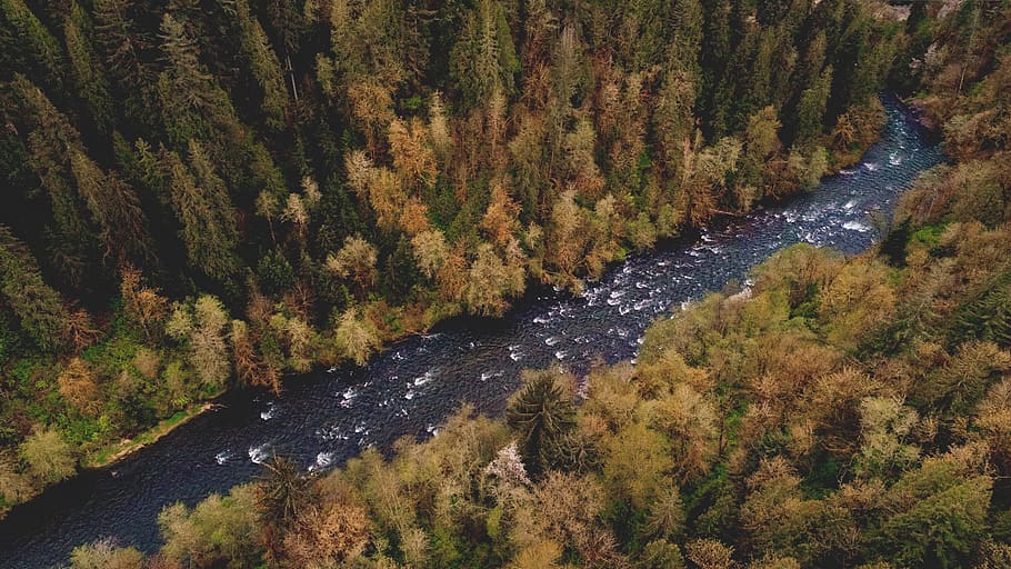 aerial photography of river between pine trees, river between forest HD wallpaper
