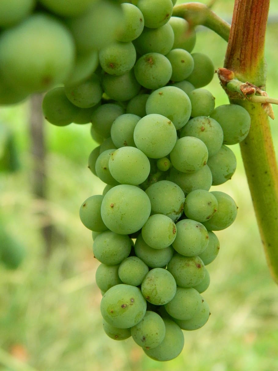 white grapes, bunch of grapes, immature, sour, berry, vine, HD wallpaper