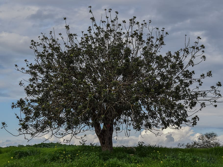 Tree, Meadow, Landscape, Nature, Sky, clouds, green, grass HD wallpaper