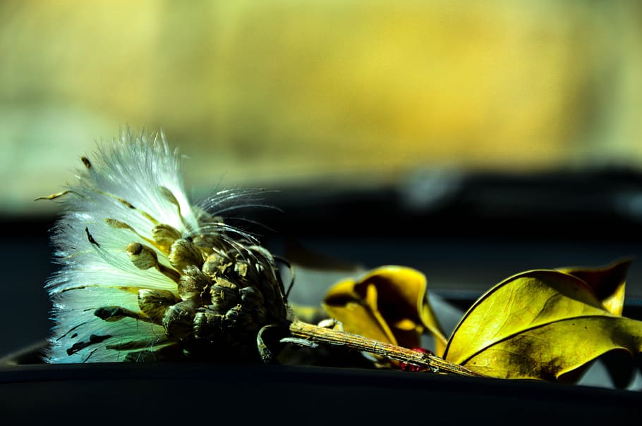 Thistle, Winter, autumn, no people, focus on foreground, close-up HD wallpaper