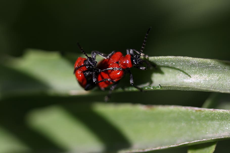 insecta, red, pair, mating, nature, invertebrate, animal themes HD wallpaper