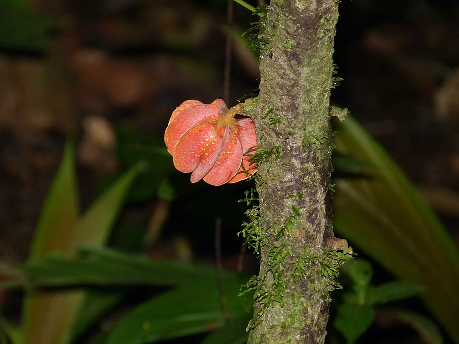 rainforest, plant, nature, jungle, tribe, fruit, tropics, tropical HD wallpaper