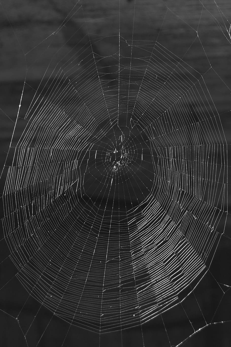 Network, Cobweb, Threads, Nature, black, white, background HD wallpaper