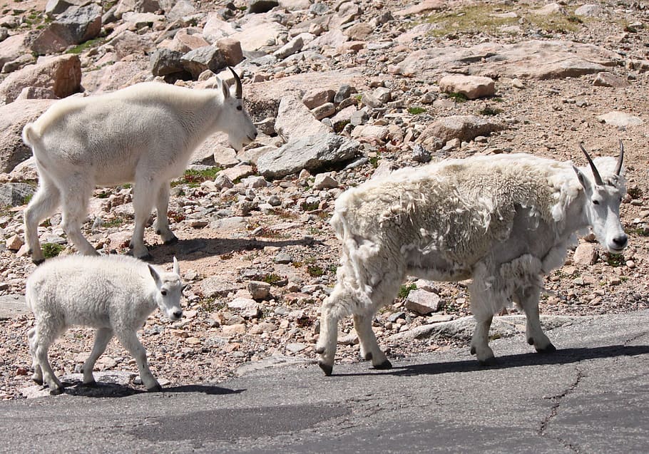 mountain goats, mt, evans, colorado, group of animals, animal themes