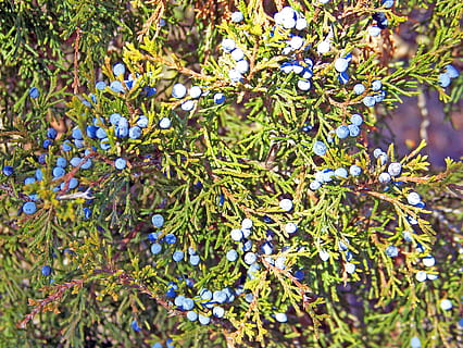 Juniper, Berries, Leaves, Tree, blue, flora, vegetation, nature HD wallpaper