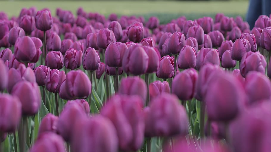 Tulips, Purple, Field, Spring, flower, nature, beauty in nature HD wallpaper