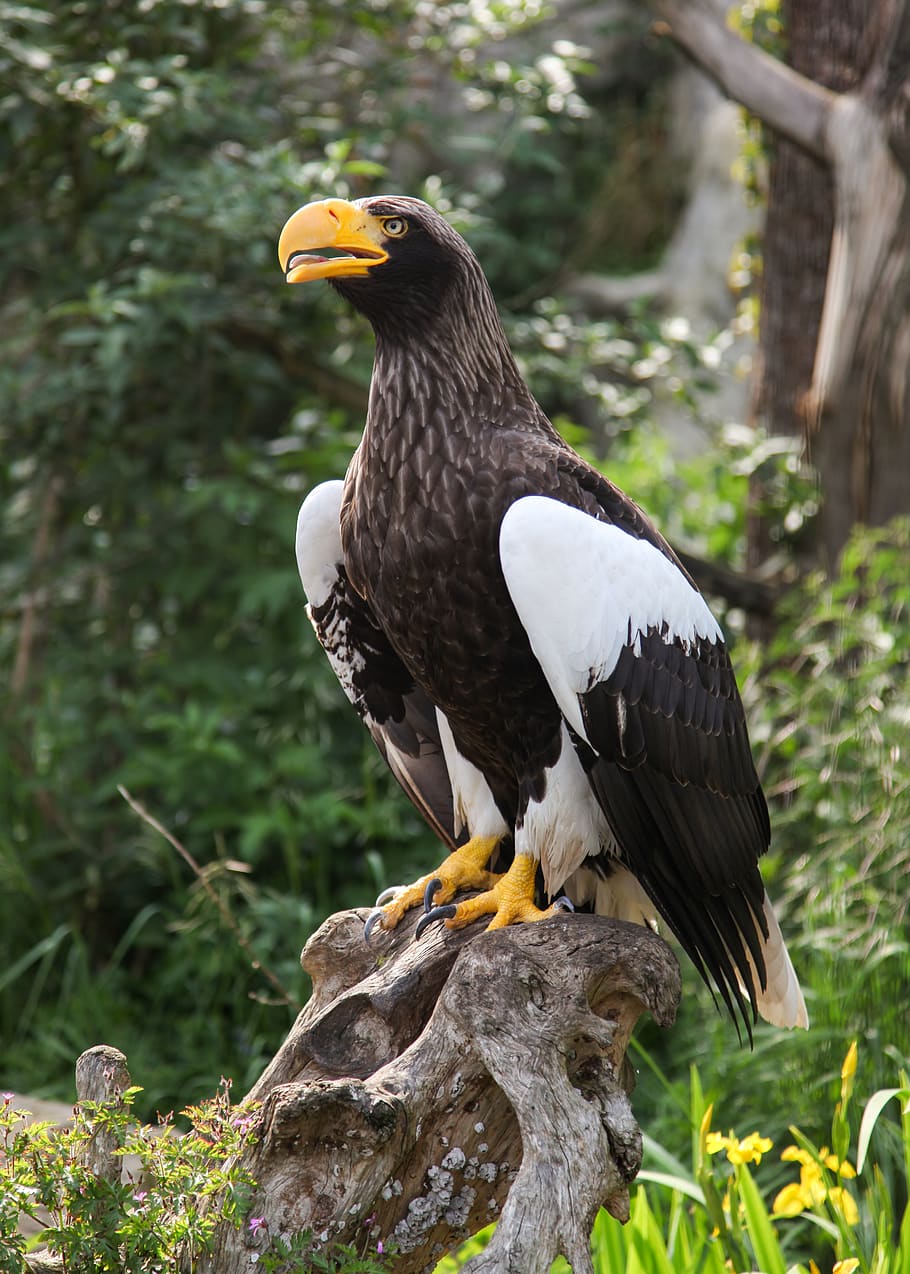 HD wallpaper: giant eagle, adler, bird, animal, zoo, nature, portrait ...