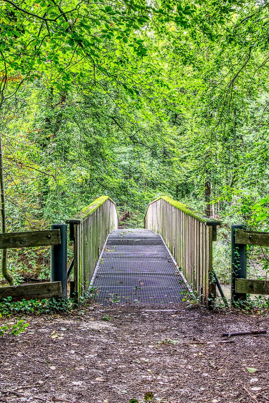 bridge, forest, forest path, nature, green, wooden bridge, scenic HD wallpaper