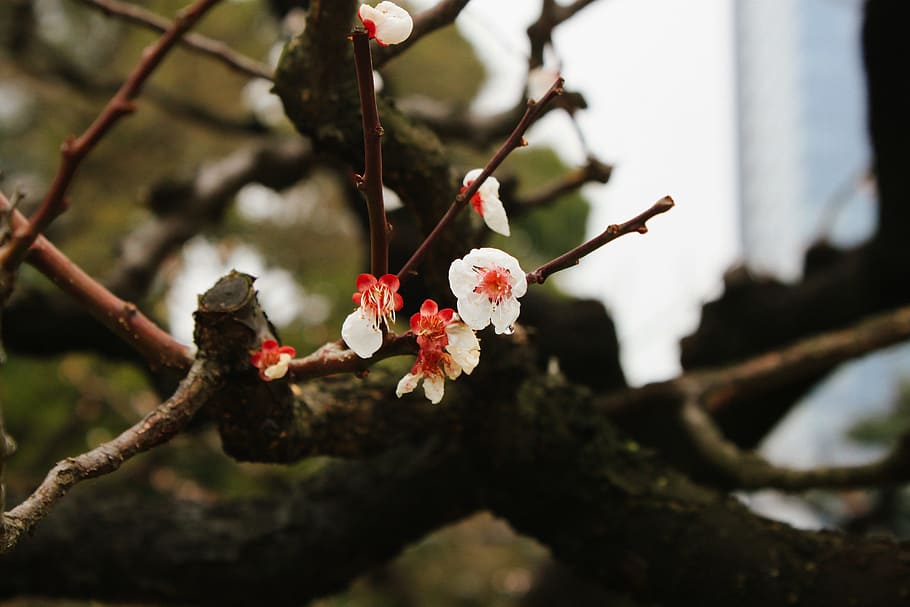 Pink Cherry Blossoms, nature, tree, branch, flower, outdoors HD wallpaper