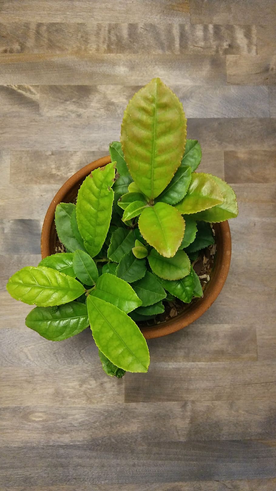 plant, tea, flowerpot, green color, leaf, plant part, table HD wallpaper