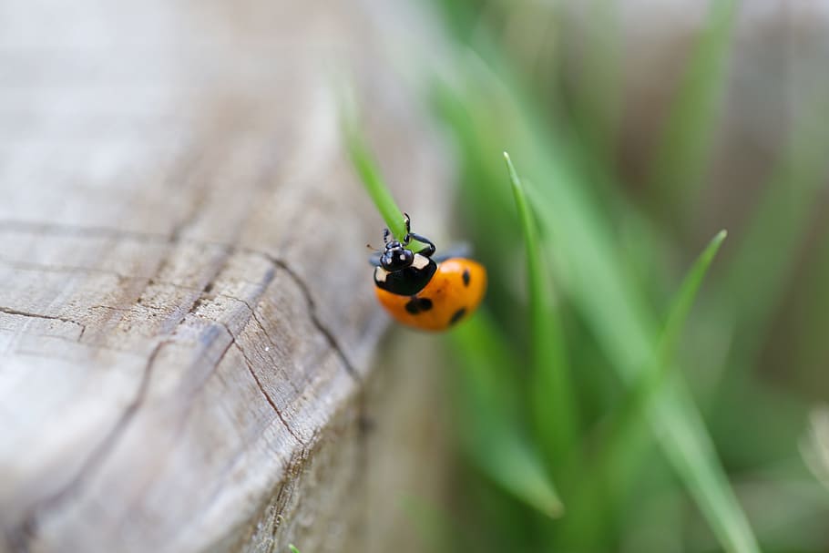 lady bug, insect, green, leaves, macro, close up, ladybug, beetle HD wallpaper
