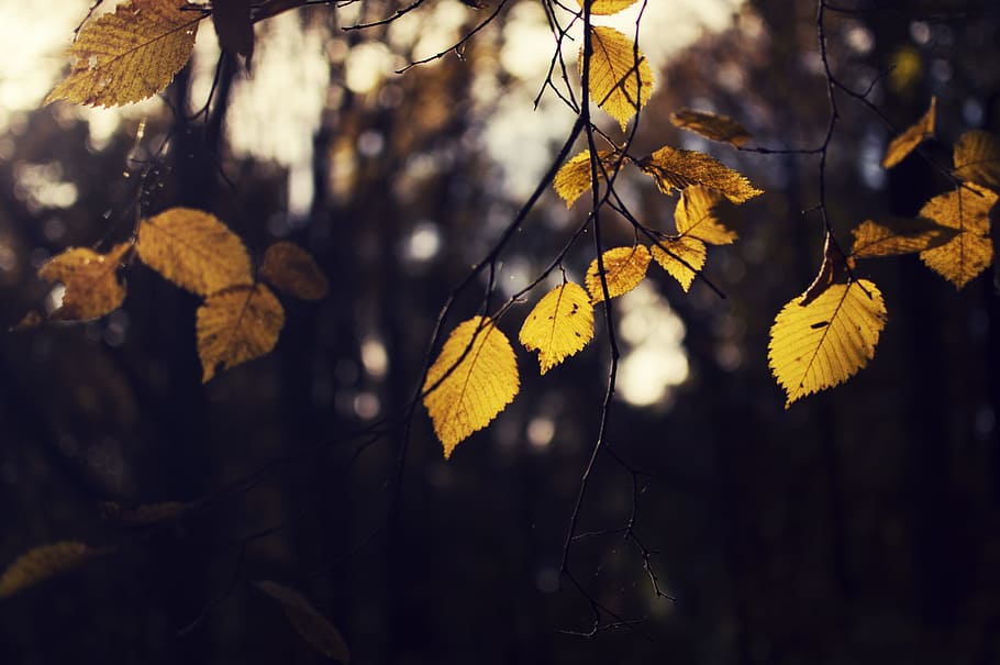 macro shot photo of brown leaves on tree, yellow leafed tree HD wallpaper