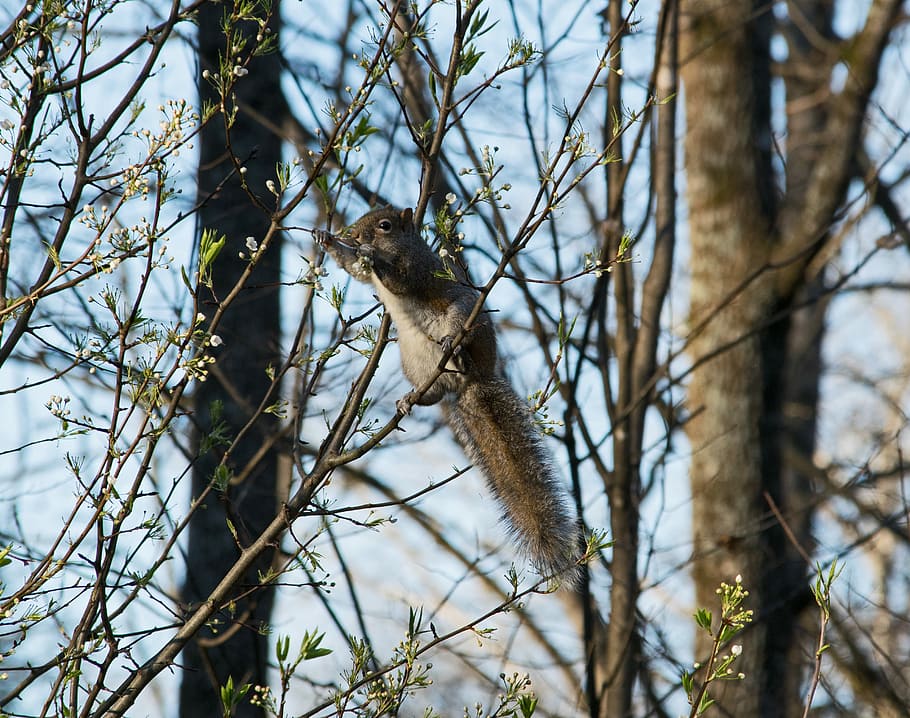 squirrel on tree branch at daytime, brown and gray squirrel perching on branch HD wallpaper