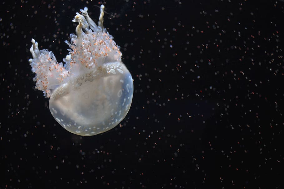 underwater, dark, jellyfish, ocean, aquatic, black background HD wallpaper