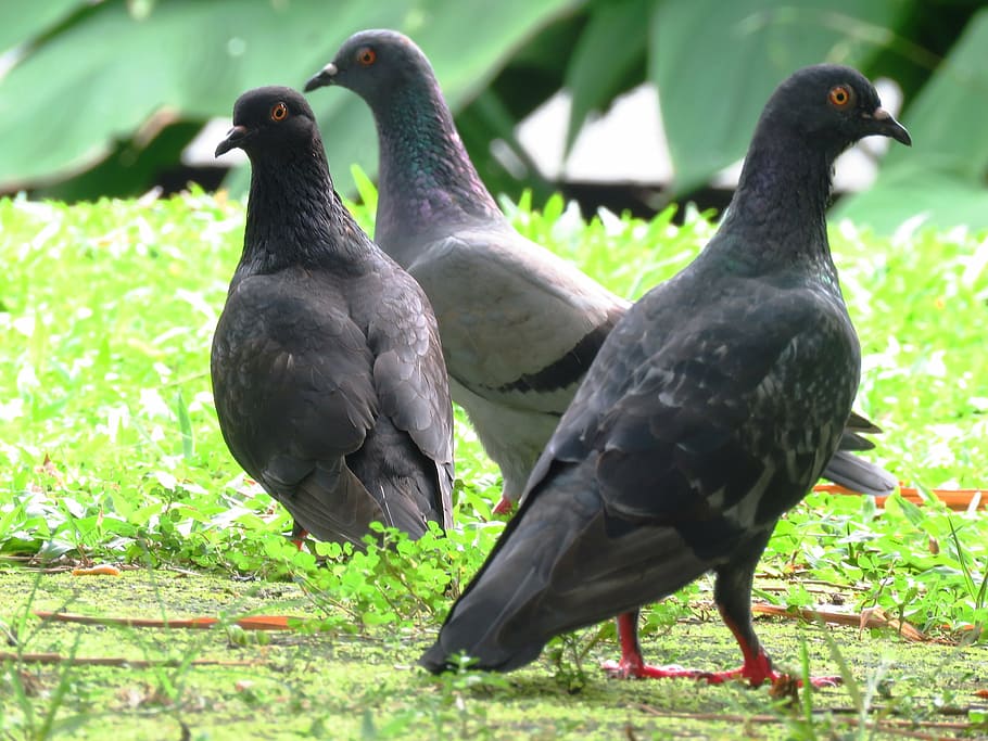 birds, dove, dom, vertebrate, animal themes, group of animals HD wallpaper