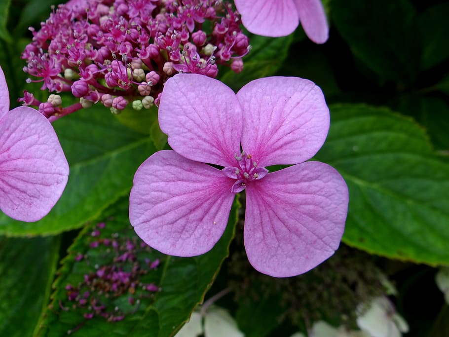 hydrangea, flower, pink, blossom, botanical, flowering plant HD wallpaper