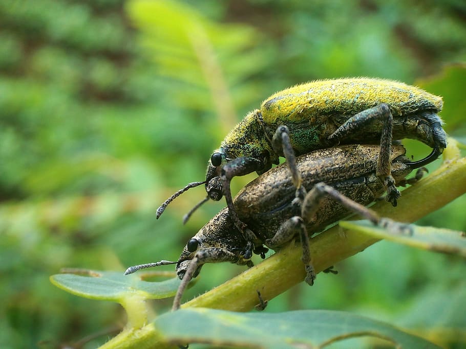 animals, mating, both, insects, green, happy, leaf, rod, yellow HD wallpaper