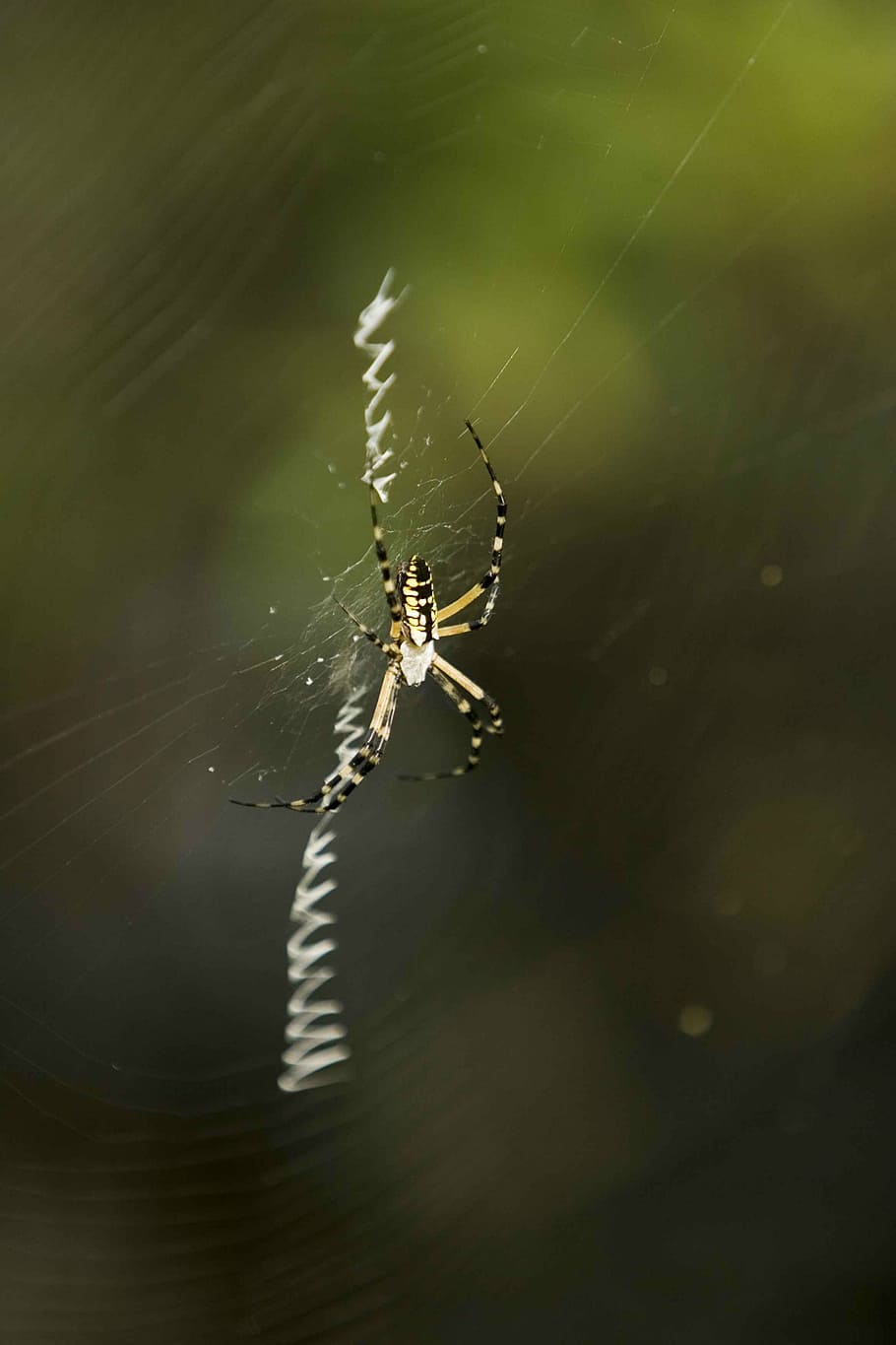 web, its, spins, spider, spiders, bugs, insects, animals, fauna HD wallpaper