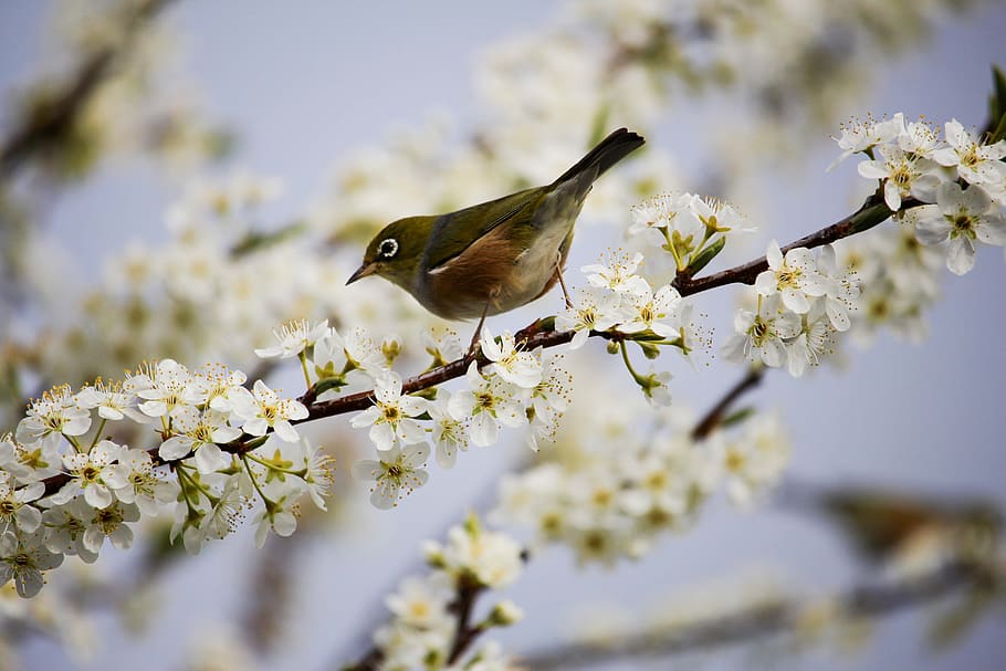 shallow focus photography of cape white-eye bird, blossom, spring HD wallpaper