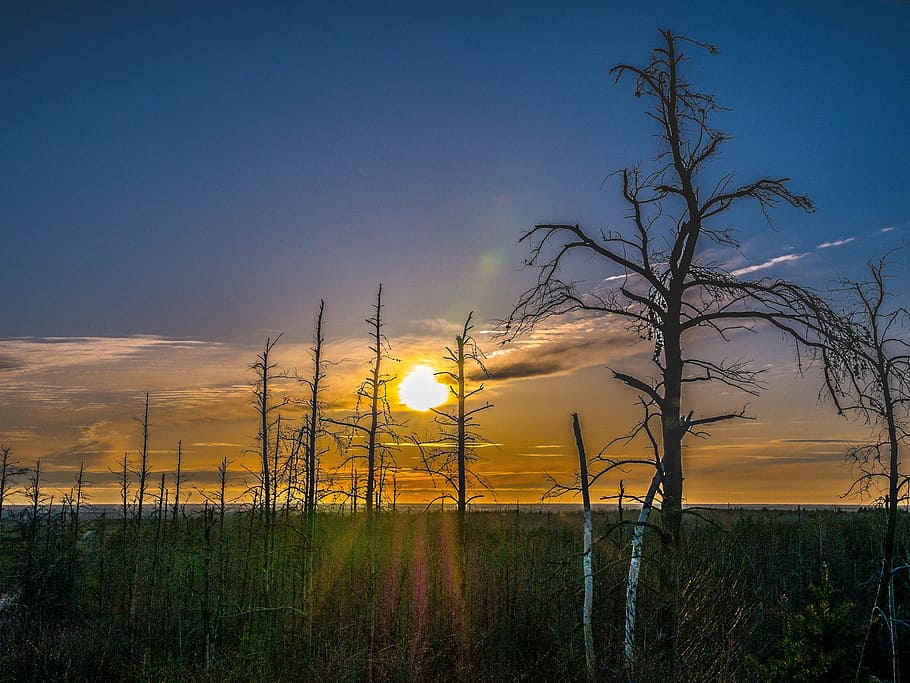 trees, sun, cloud, landscape, sky, sunset, plant, scenics - nature HD wallpaper
