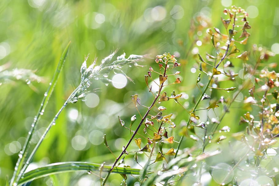 selective focus photograph of plant, meadow, grass, dewdrop HD wallpaper