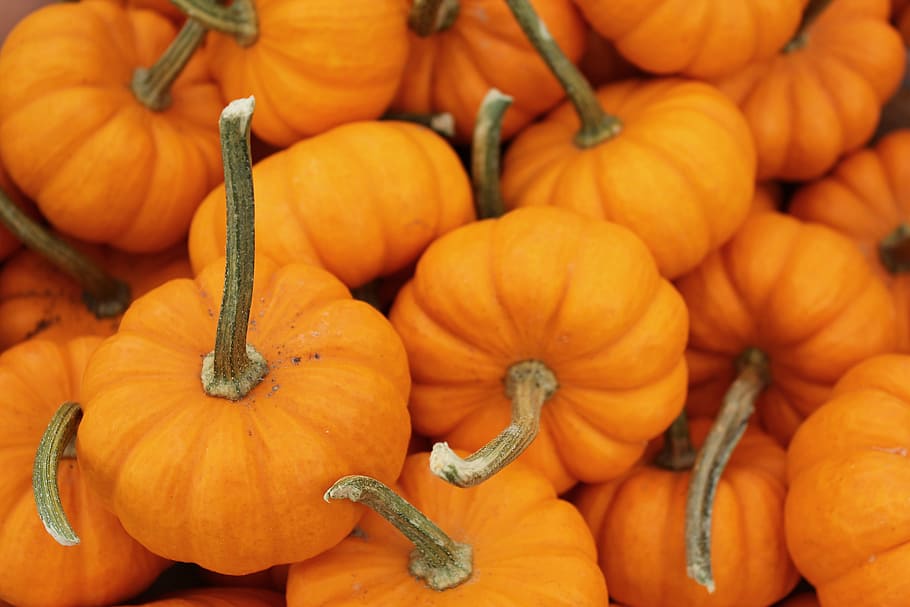squash lot, Pumpkin, Vegetables, Food, Stuff, Orange, harvest HD wallpaper