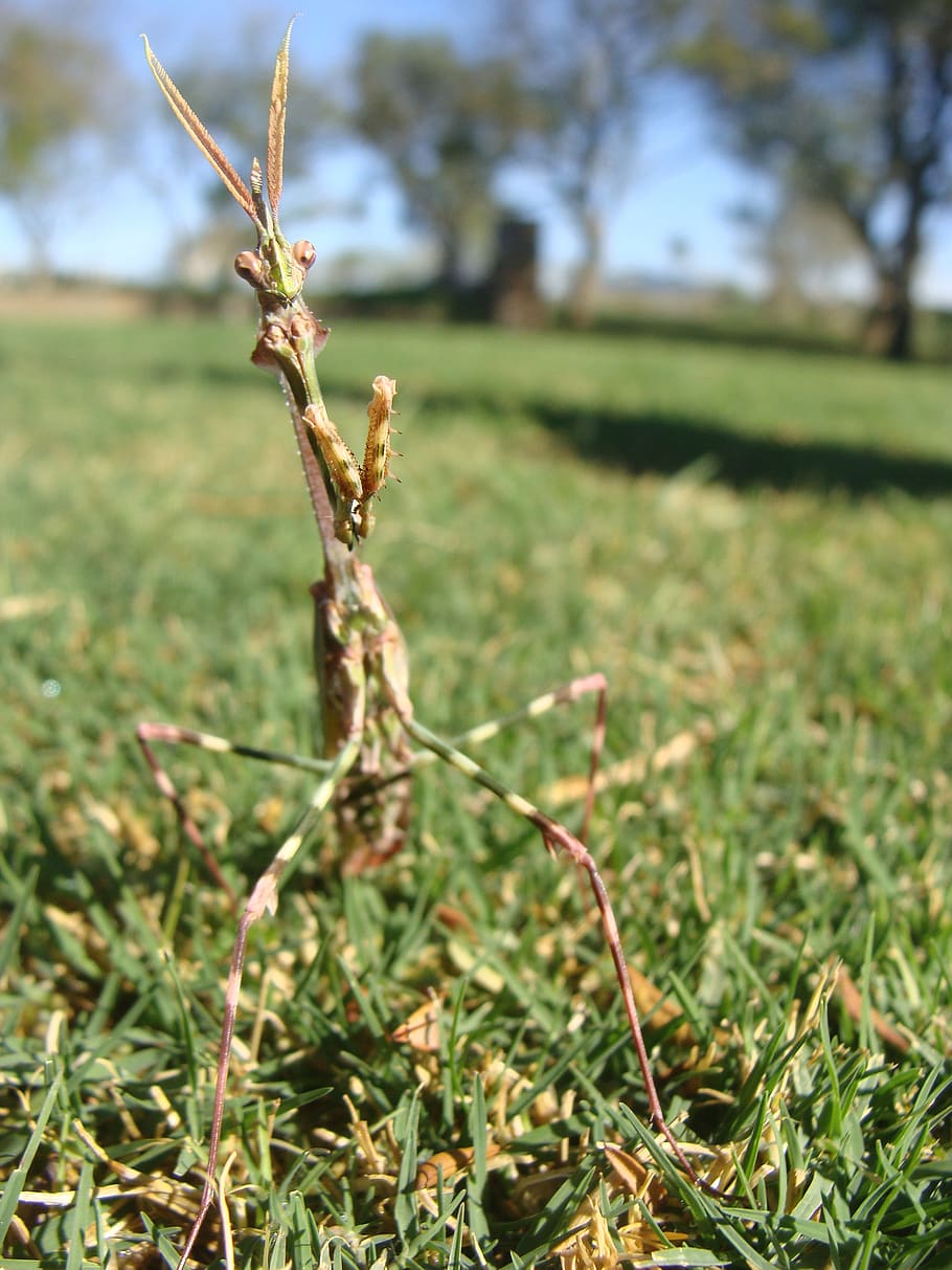 mantis, insect, nature, bug, plant, growth, focus on foreground HD wallpaper