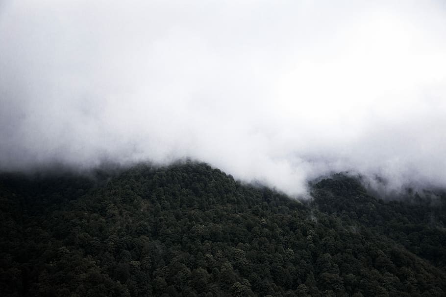 foggy mountain full of trees, landscape photography of mountain HD wallpaper