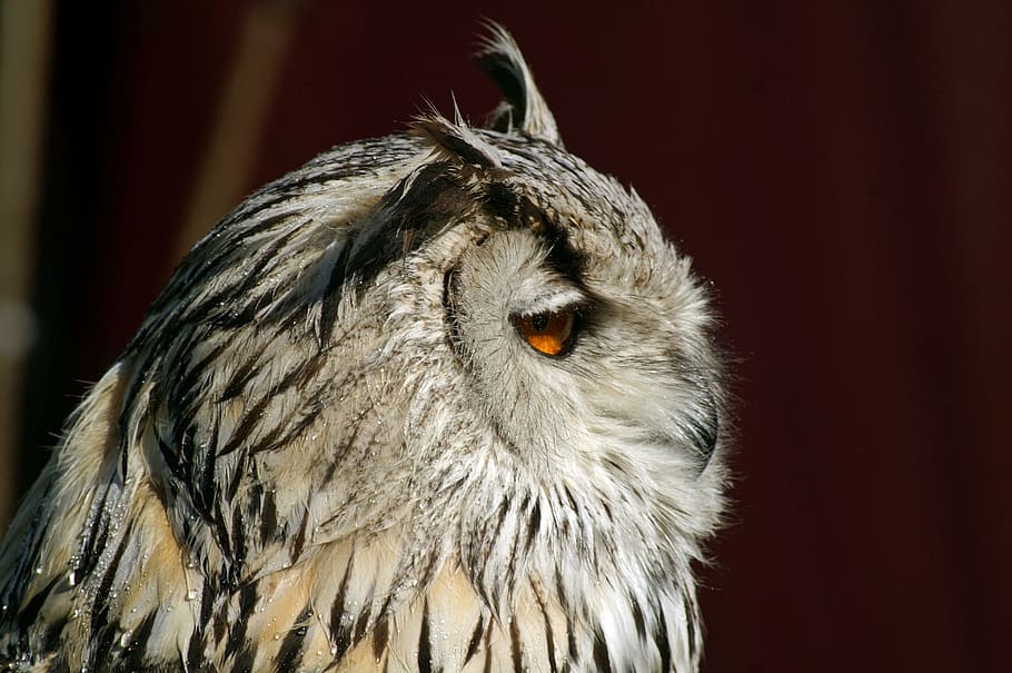owl, bird, water, close, water effect, eye, animal themes, one animal HD wallpaper