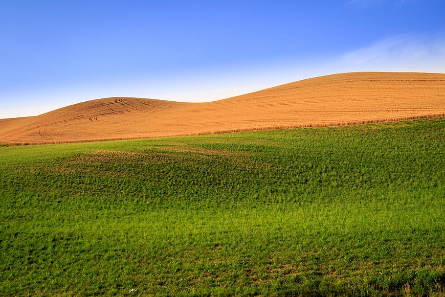 nature, cereals, landscape, fields, environment, plant, scenics - nature HD wallpaper