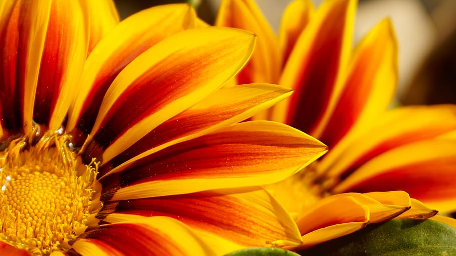 flowers, petals, plant, blur, beautiful, bloom, blooming, bright HD wallpaper