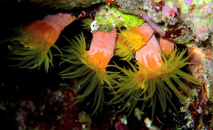 Anemones, Diving, Red Sea, underwater, reef, animal, nature HD wallpaper
