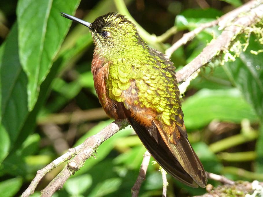 green and brown bird perching on branch, hummingbird, feathers, HD wallpaper