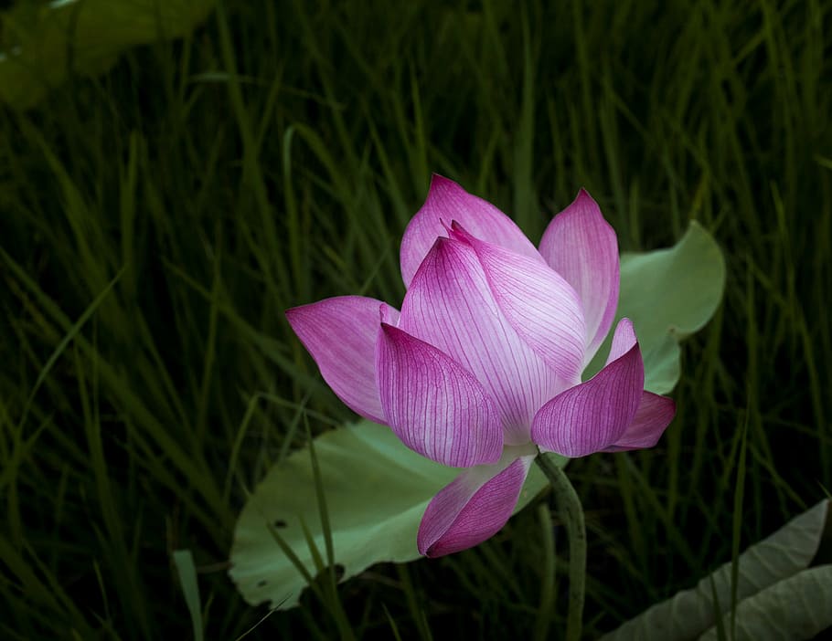 lotus, lonely, leaning, plant, flowering plant, petal, fragility HD wallpaper