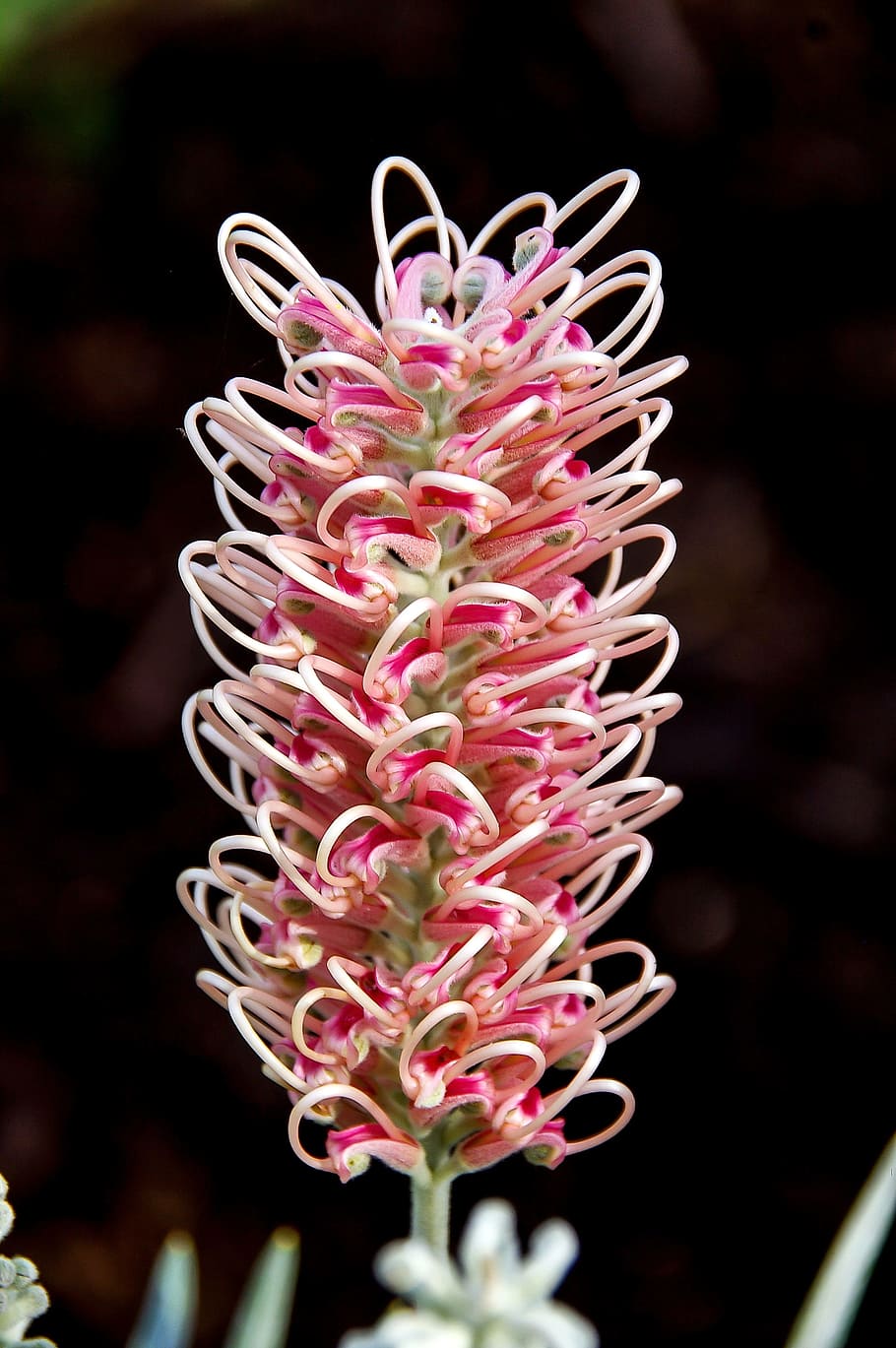 grevillea, flower, australian, native, pink, white, nectar, HD wallpaper